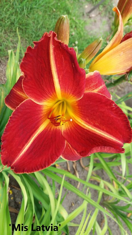 Viendienė (Hemerocallis) 'Miss Latvia'